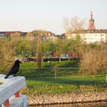 Elektroschrott kostenlos in Mannheim entsorgen